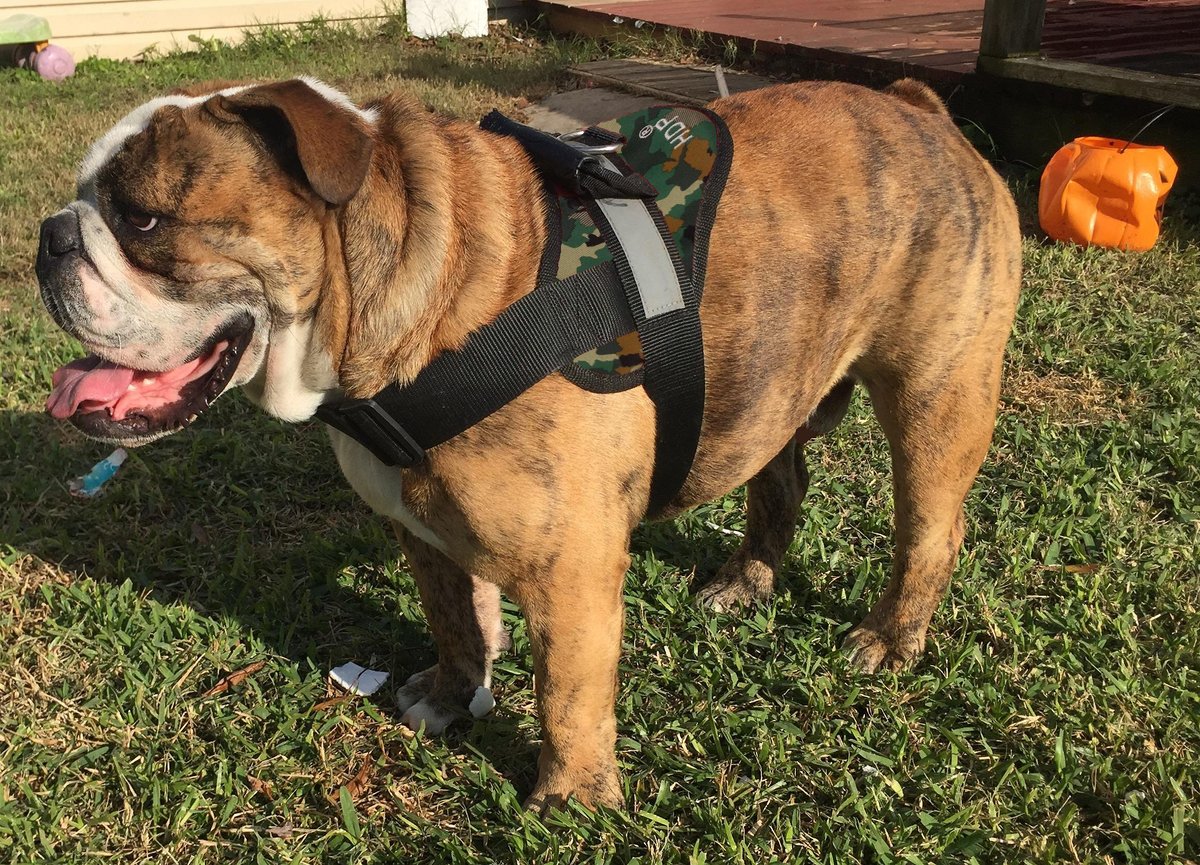 Personalized No Pull Dog Harness