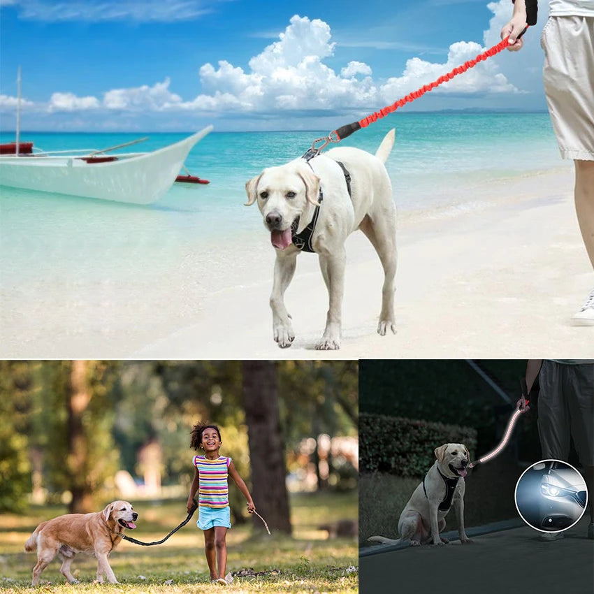 Reflective Bungee Dog Leash