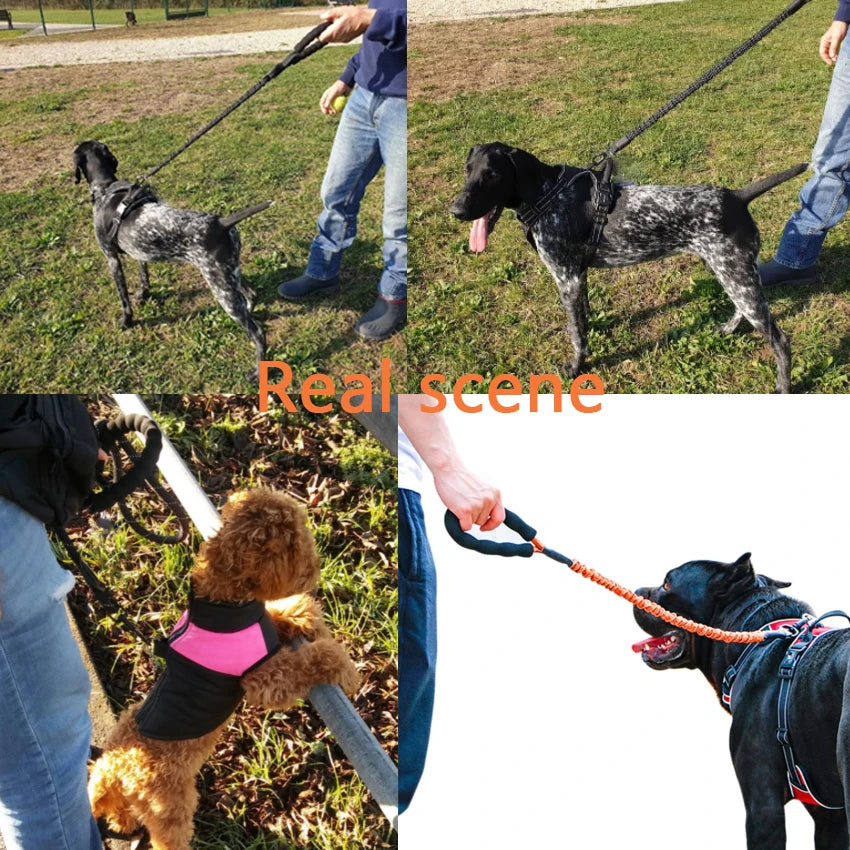 Reflective Bungee Dog Leash