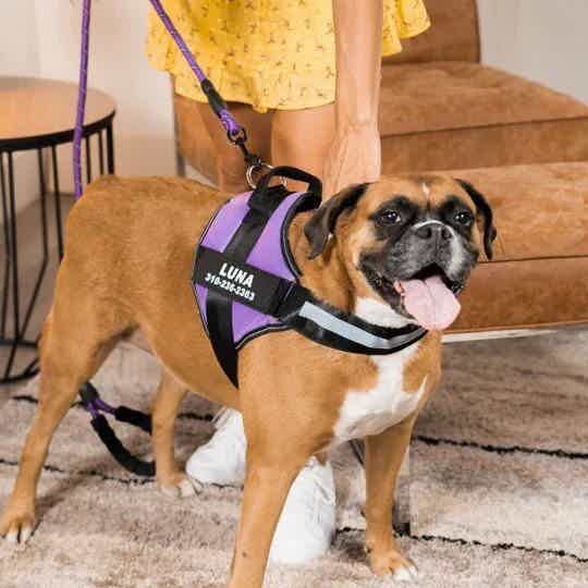 Personalized No Pull Dog Harness