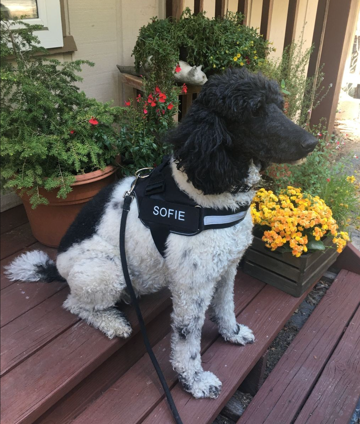 Personalized No Pull Dog Harness